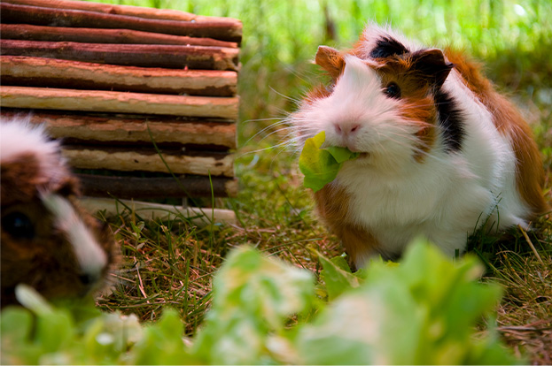 Meerschweinchen